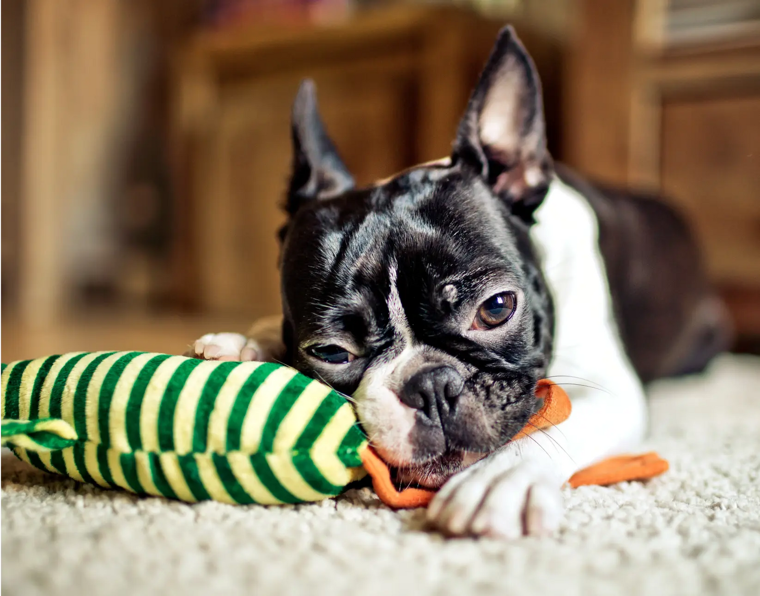 How to Create a Pet-Friendly Home: Tips for Comfort