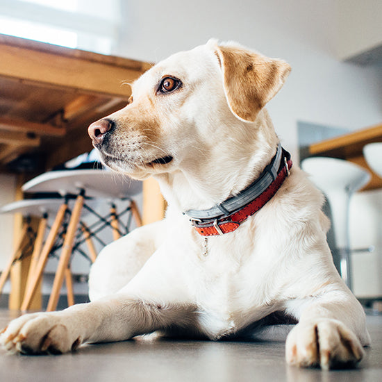 Training Collar